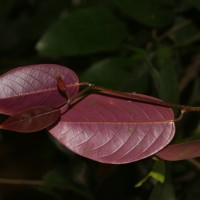 Doona cordifolia Thwaites